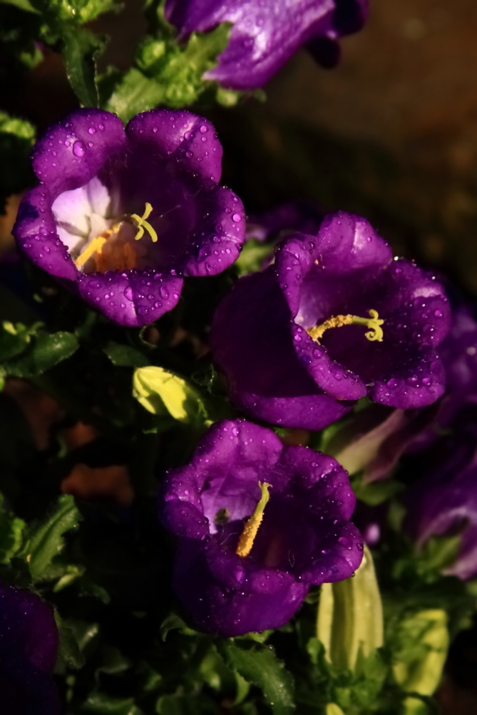 2011 05 09 IMG 30905